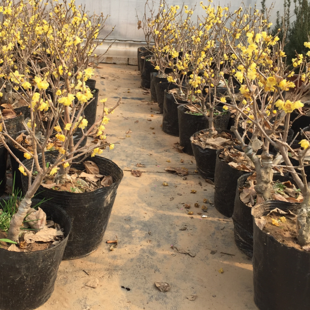 冬季买花 坑 很多 做好这几点 少吃亏 少上当 柠檬资讯