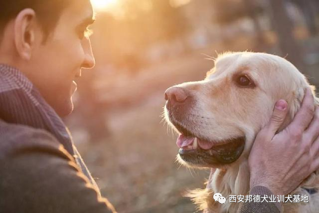 养狗的意义在这一刻达到了顶峰