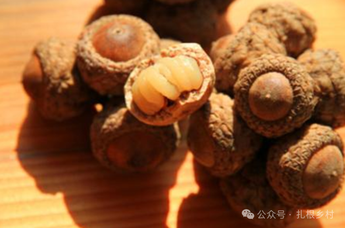 俗称“壮阳果”，是天然的伟哥，过去没人要，如今一果难求，男同胞了解下