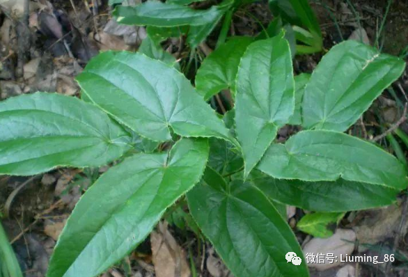 淫羊藿：名字让人浮想联翩，被称为中国的“玛咖”，若遇到别不识