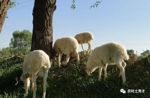 淫羊藿是怎样一种植物？因名字被人误解，价值却不低，认识不吃亏