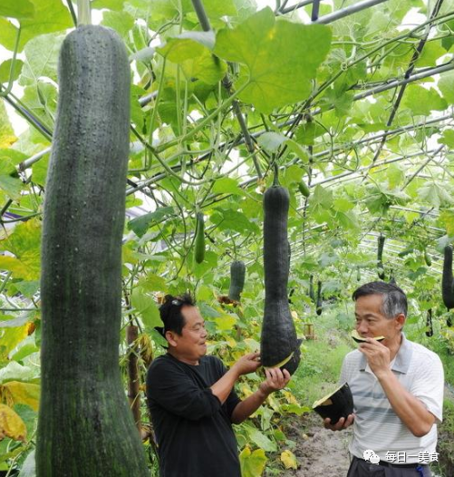 我国培育的蔬菜 吃多少砍多少 砍了后能继续生长 俗称 砍瓜 全网搜