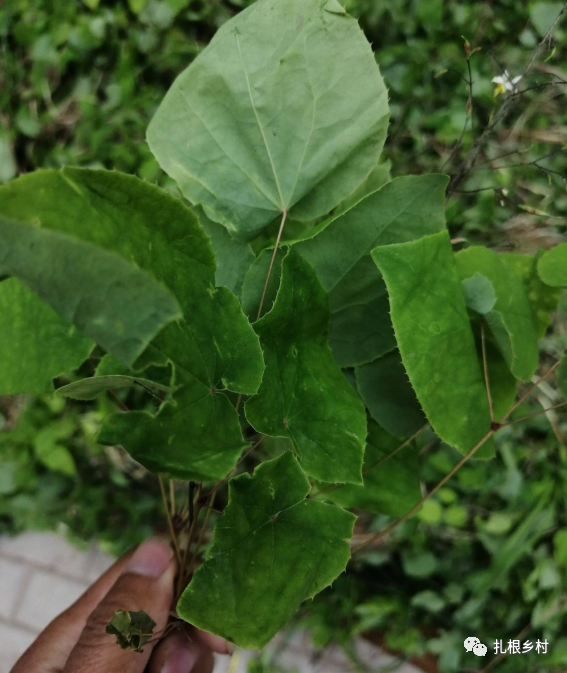 这植物叫“淫羊藿”，羊吃了会增加发情次数，对男人也有用，还能杀死癌细胞