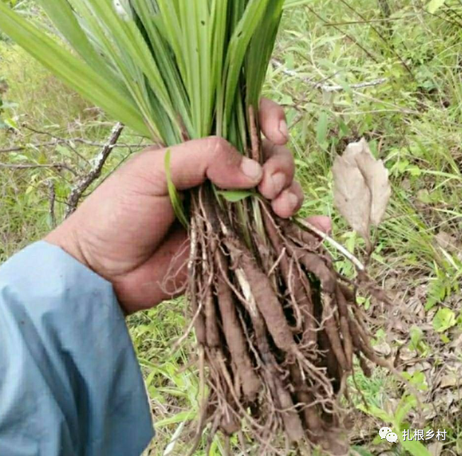 人称“壮阳草”，不是淫羊藿，长得像韭菜，却益精血、补肾阳，还祛寒湿