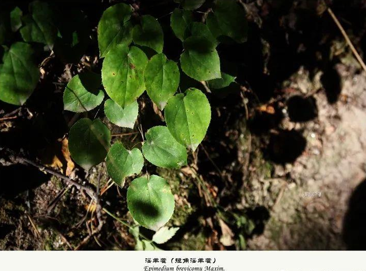 识别中药材淫羊藿