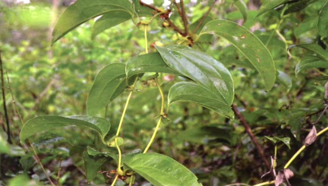 鞘材是什么中药材：鞘菝葜_https://www.jmylbn.com_新闻资讯_第3张