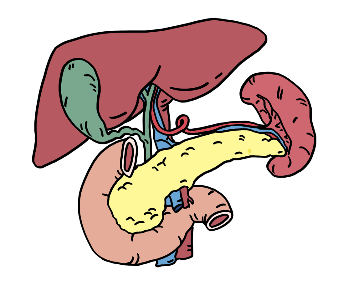 健康科普丨27岁网红博主去世 急性胰腺炎为何如此"厉害"?