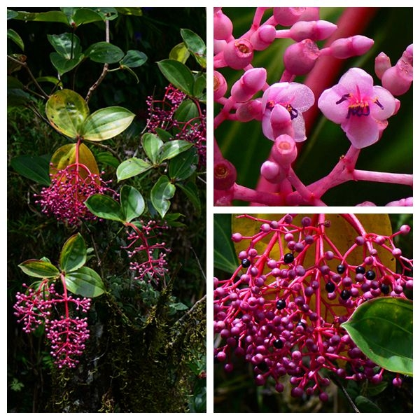 植物物语 想养宝莲灯花吗 先把家中的c位留给她 全网搜