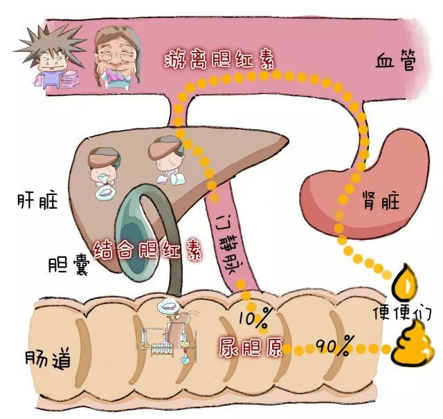 为什么要用光疗纸尿裤随治随走，“黄疸宝宝”日间光疗来啦~_https://www.jmylbn.com_新闻资讯_第4张