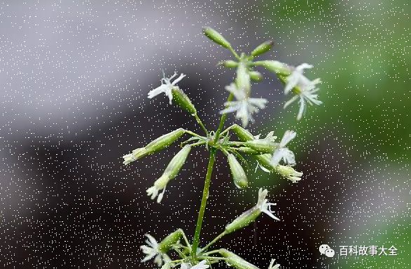 留存下来的史前生物尸躯 3万年前植物仍能开花 百科故事大全 微信公众号文章阅读 Wemp