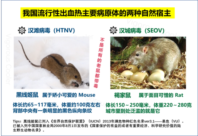 西安出现多例出血热病例,关于出血热你要知道这些-友友