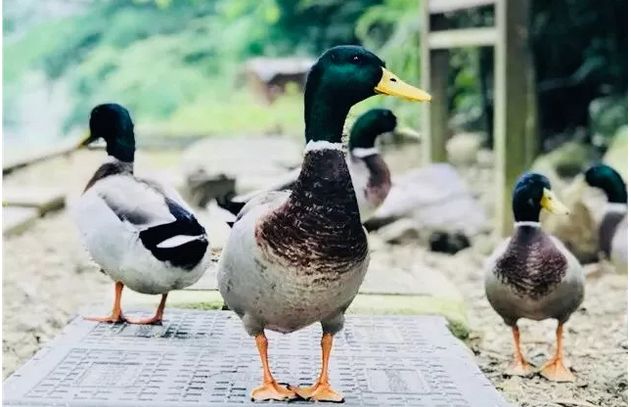 各国民宿的特质，你来了解一下