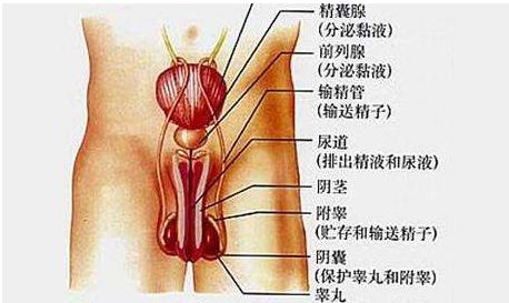 功能性磁刺激在盆底康复的应用 翔宇医疗 微信公众号文章阅读 Wemp