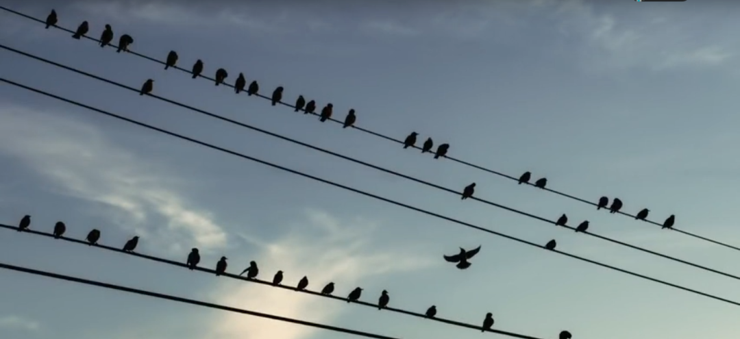 鸟儿站在高压线上，为什么不会触电？的图20