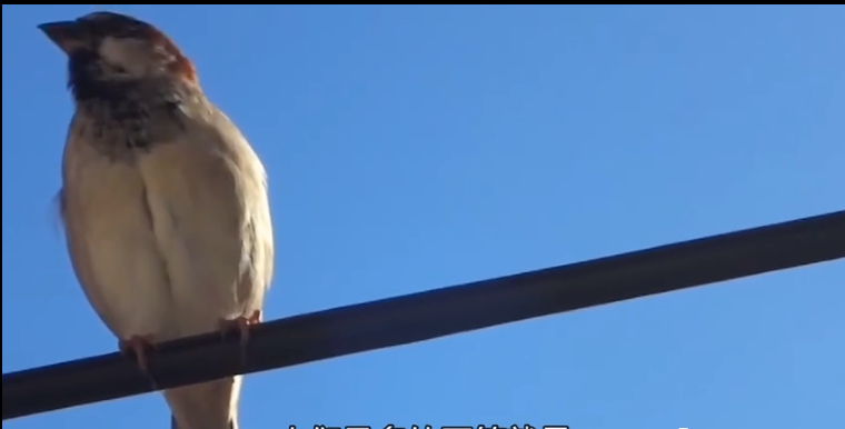 鸟儿站在高压线上，为什么不会触电？的图26