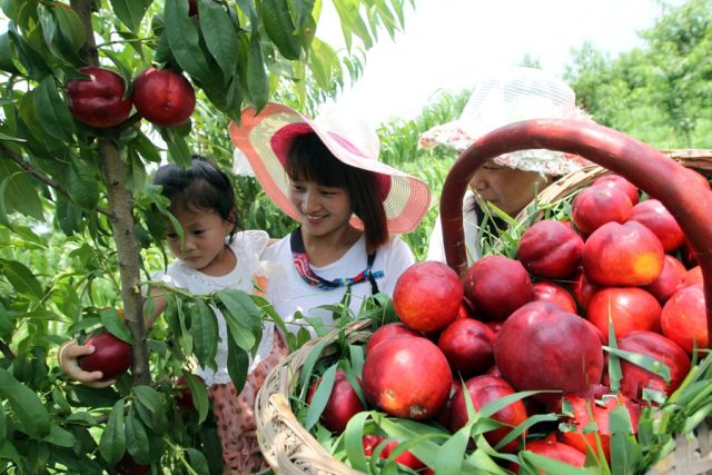 整个果园都将弥漫着幸福与童趣的欢愉!