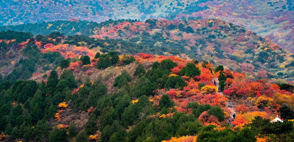 北京西山国家森林公园 西山红叶好 百年色愈浓 全网搜