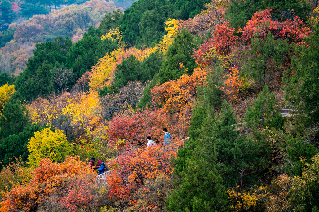 北京西山国家森林公园 西山红叶好 百年色愈浓 全网搜