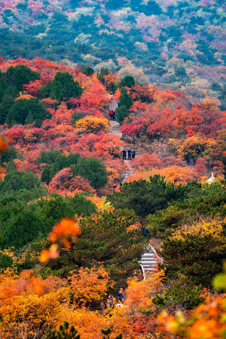 北京西山国家森林公园 西山红叶好 百年色愈浓 全网搜