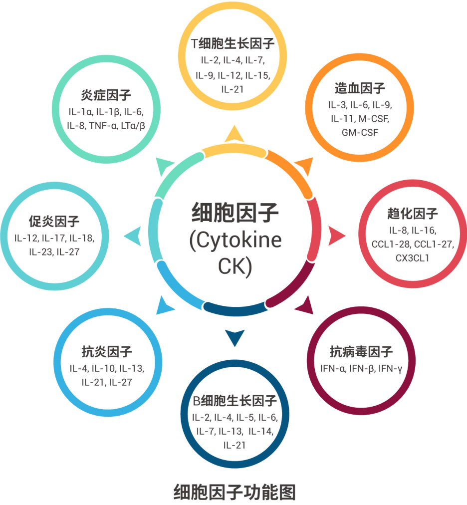 目前比较热门的重组蛋白主要为各种细胞因子类,而细胞因子按功能分,可