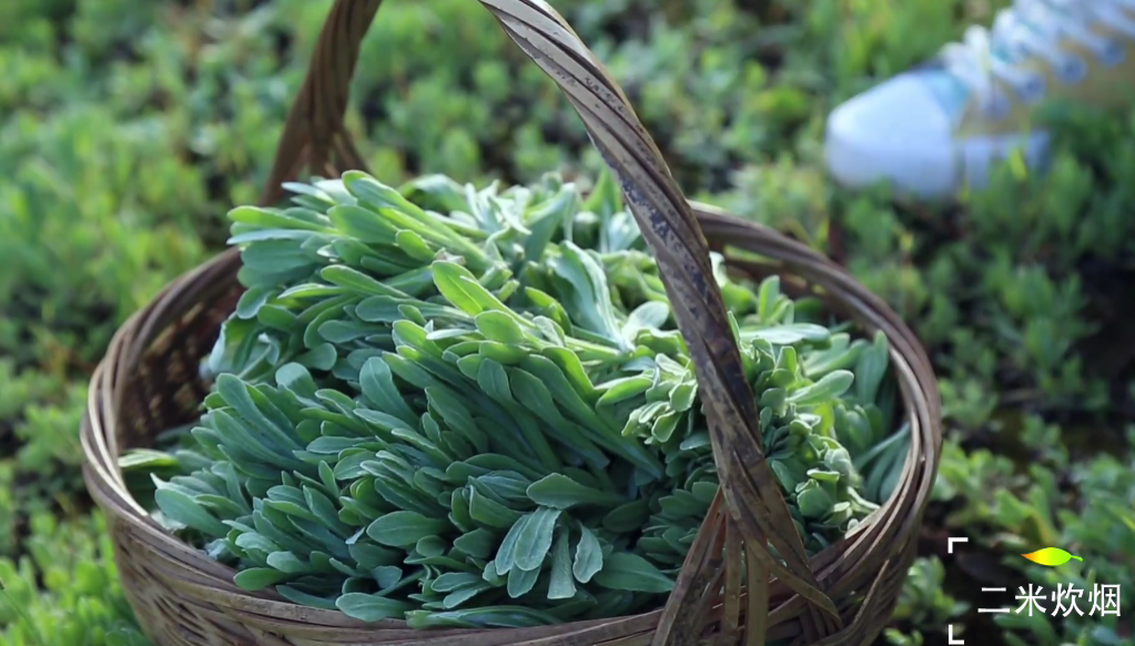 春天没有一碟子野菜吃 还谈什么风味人间 柠檬资讯