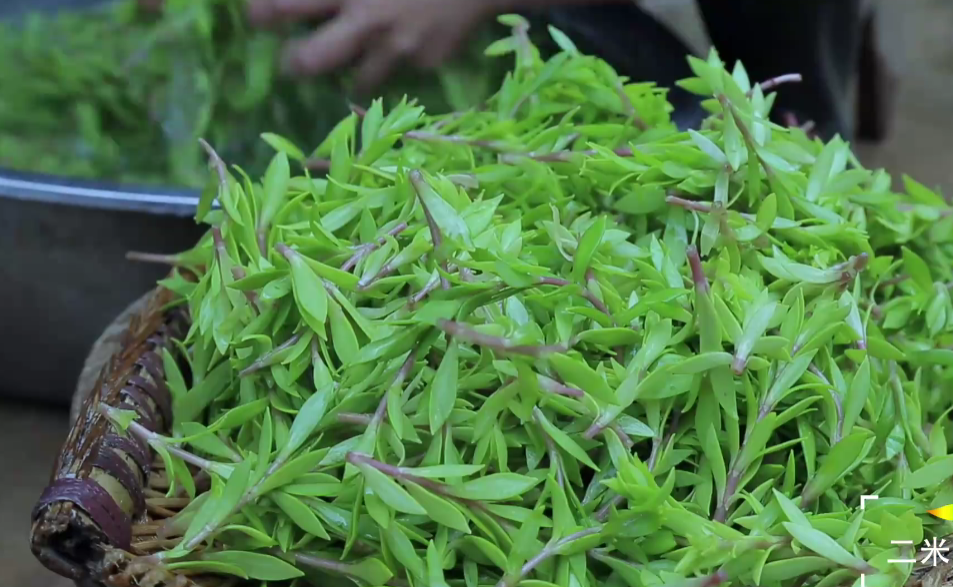 吃指甲菜,不能用油炒,否则软趴趴的,索然无味.