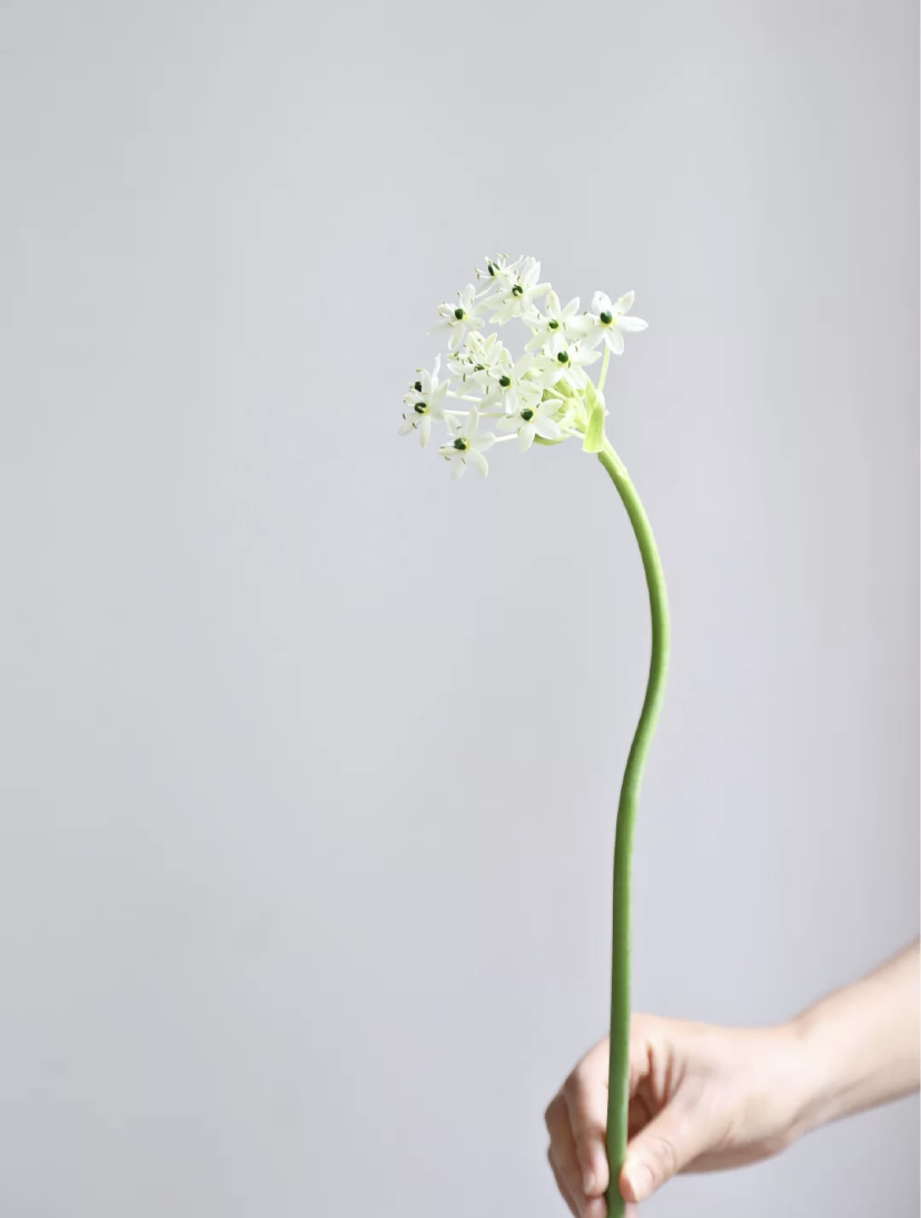 艺术与设计 太高级了 这5种氛围感花材 随手一放都好有feel