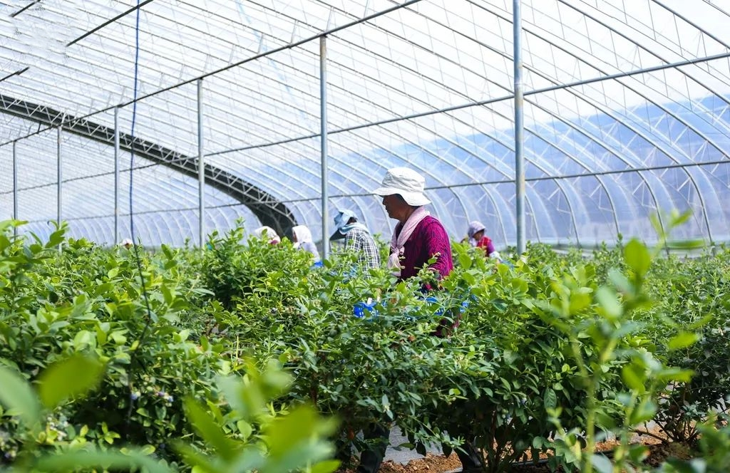 优势,大力培育生态绿色产业,建设有机蔬菜大棚,发展蓝莓园和蓝莓基地