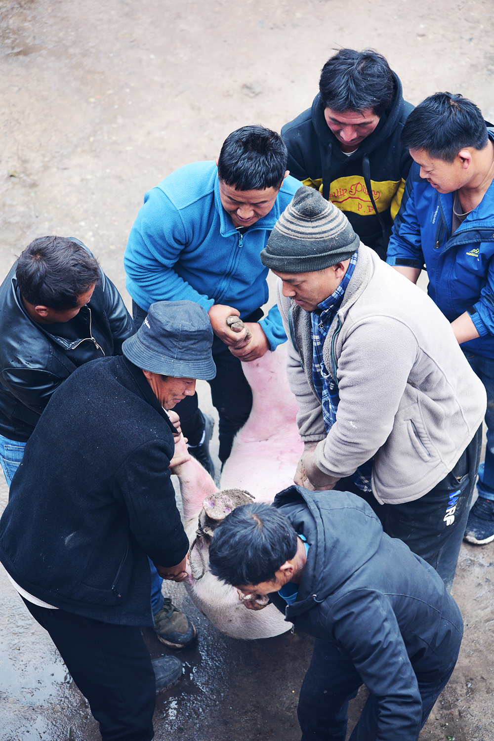 记忆中的杀猪饭,云南人的年味记忆!