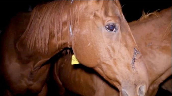澳洲数百匹赛马被秘密送往屠宰场宰杀，赛马行业违反规定乱象丛生。