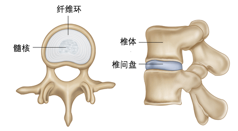 腰椎体位置图片图片