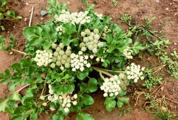 适合冬季种植的几种常用中药材