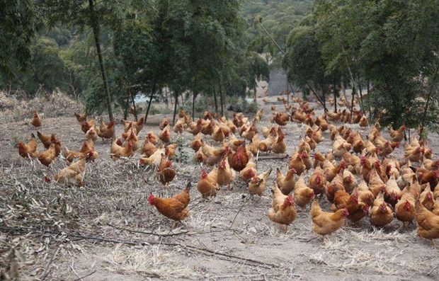 致富经泥鳅养殖_致富养殖泥鳅图片_致富养殖泥鳅视频