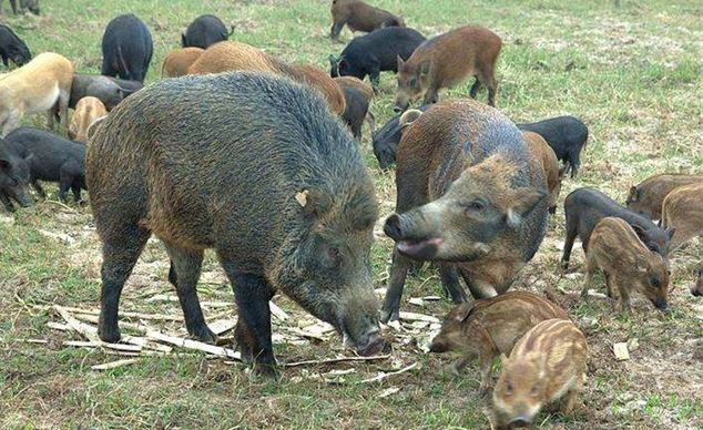 致富经泥鳅养殖_致富养殖泥鳅图片_致富养殖泥鳅视频