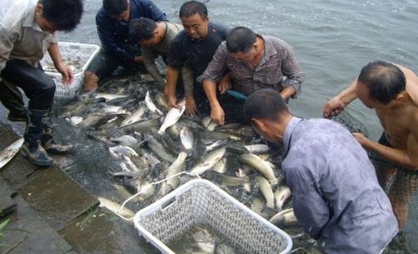 致富养殖泥鳅图片_致富经泥鳅养殖_致富养殖泥鳅视频