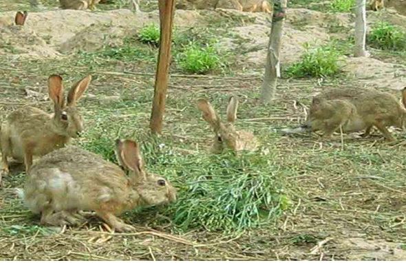 致富养殖泥鳅视频_致富养殖泥鳅图片_致富经泥鳅养殖