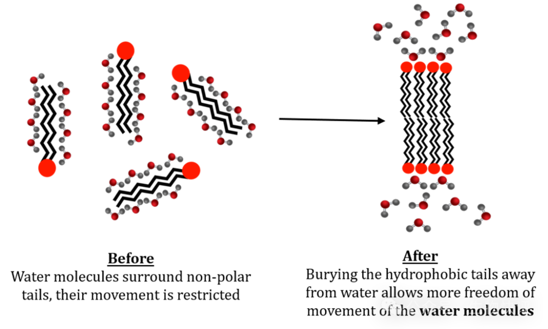 Thermodynamics of Membrane Formation - Wize University Biology Textbook | Wizeprep