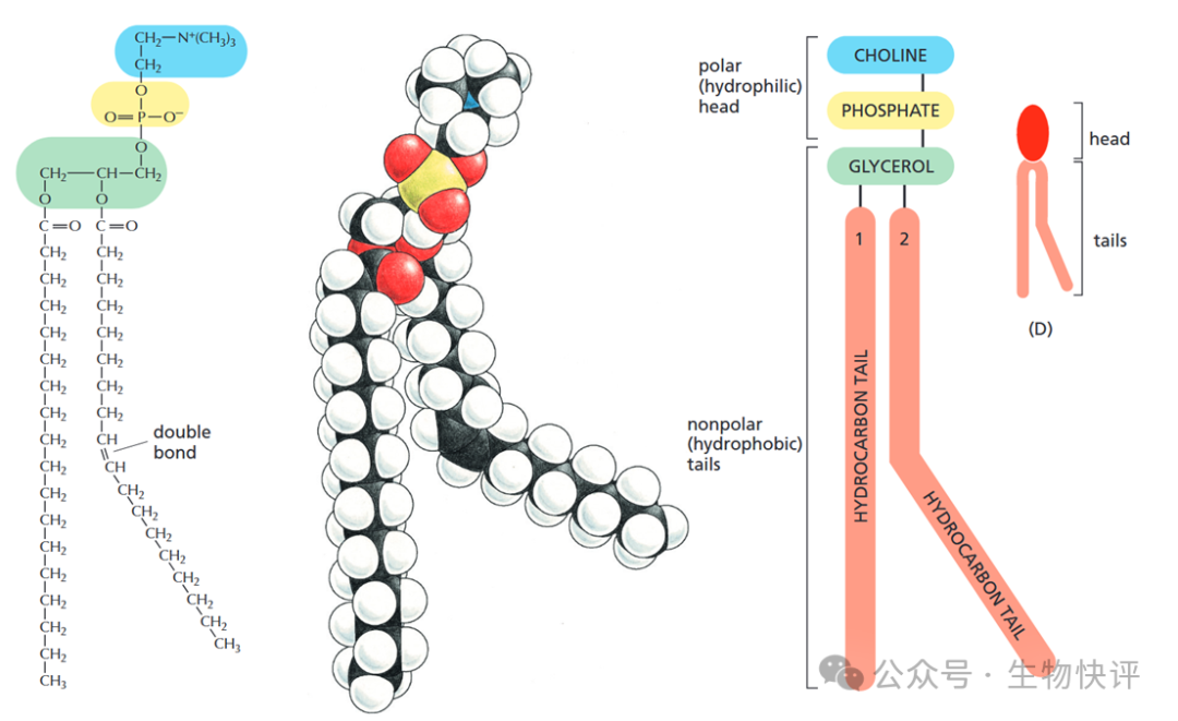 图示 AI 生成的内容可能不正确。