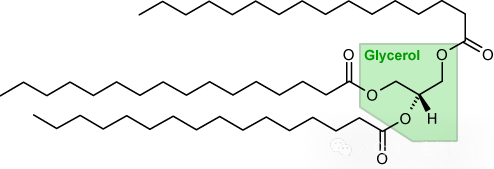 甘油三酯- 维基百科，自由的百科全书