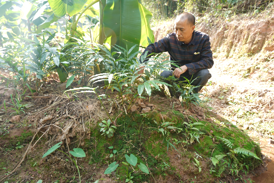 怀集甘洒春砂仁带动群众向"钱"看--肇房网