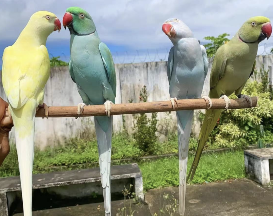 我的鹦鹉是男生女生鹦鹉性别判断非常详细