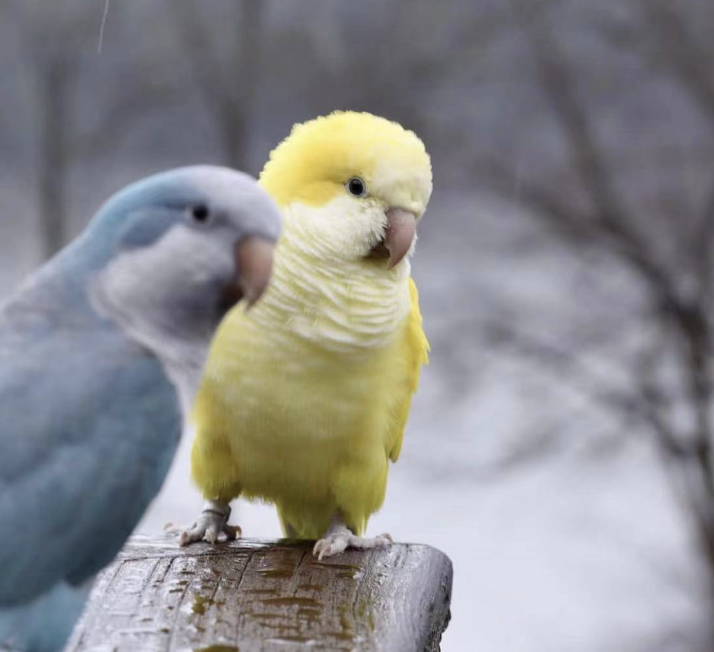 我的鹦鹉是男生女生鹦鹉性别判断非常详细