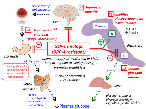 殊途同归的减肥药和伟哥，再次展示：机制研究永远是药物开发的王道