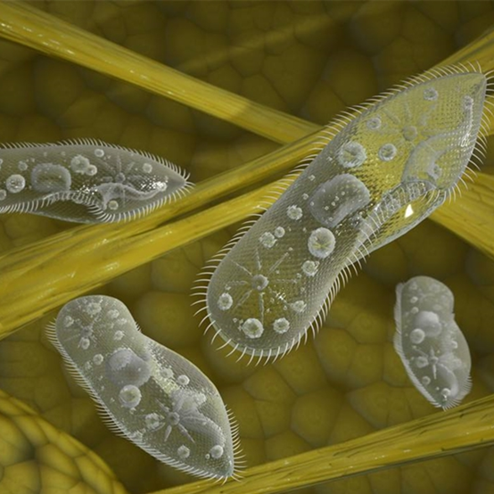 重新认识一下单细胞生物——草履虫