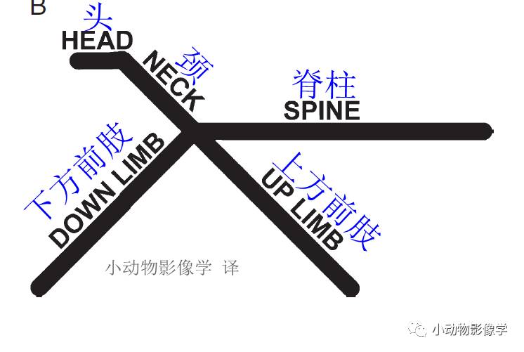 动物拍片腹部怎么摆如何为犬猫拍摄一张摆位完美的X线片_https://www.jmylbn.com_新闻资讯_第38张