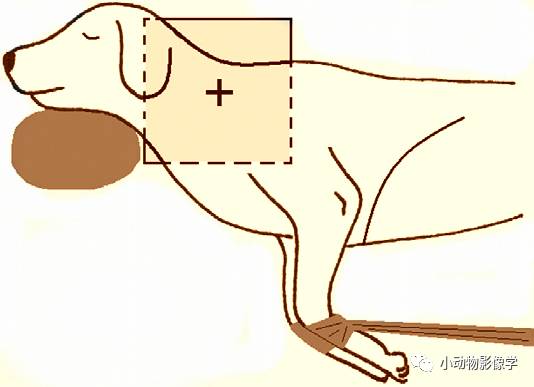 动物拍片腹部怎么摆如何为犬猫拍摄一张摆位完美的X线片_https://www.jmylbn.com_新闻资讯_第21张