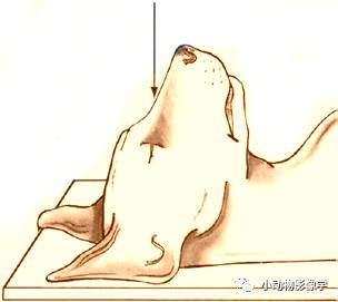 动物拍片腹部怎么摆如何为犬猫拍摄一张摆位完美的X线片_https://www.jmylbn.com_新闻资讯_第6张