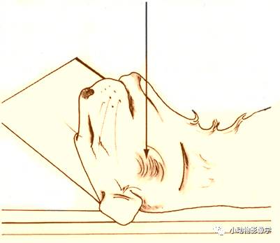 动物拍片腹部怎么摆如何为犬猫拍摄一张摆位完美的X线片_https://www.jmylbn.com_新闻资讯_第12张