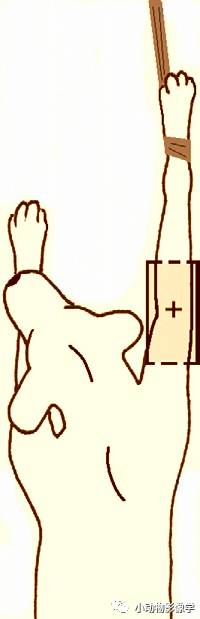 动物拍片腹部怎么摆如何为犬猫拍摄一张摆位完美的X线片_https://www.jmylbn.com_新闻资讯_第41张