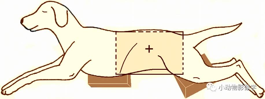 动物拍片腹部怎么摆如何为犬猫拍摄一张摆位完美的X线片_https://www.jmylbn.com_新闻资讯_第31张